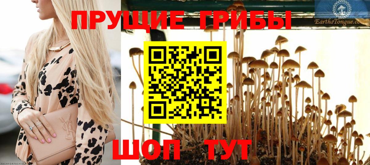 Галлюциногенные грибы Psilocybe  наркошоп  Черняховск  Вход с VPN 